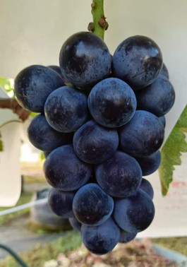 まきファームで栽培している種なしで皮ごと食べられるナガノパープル